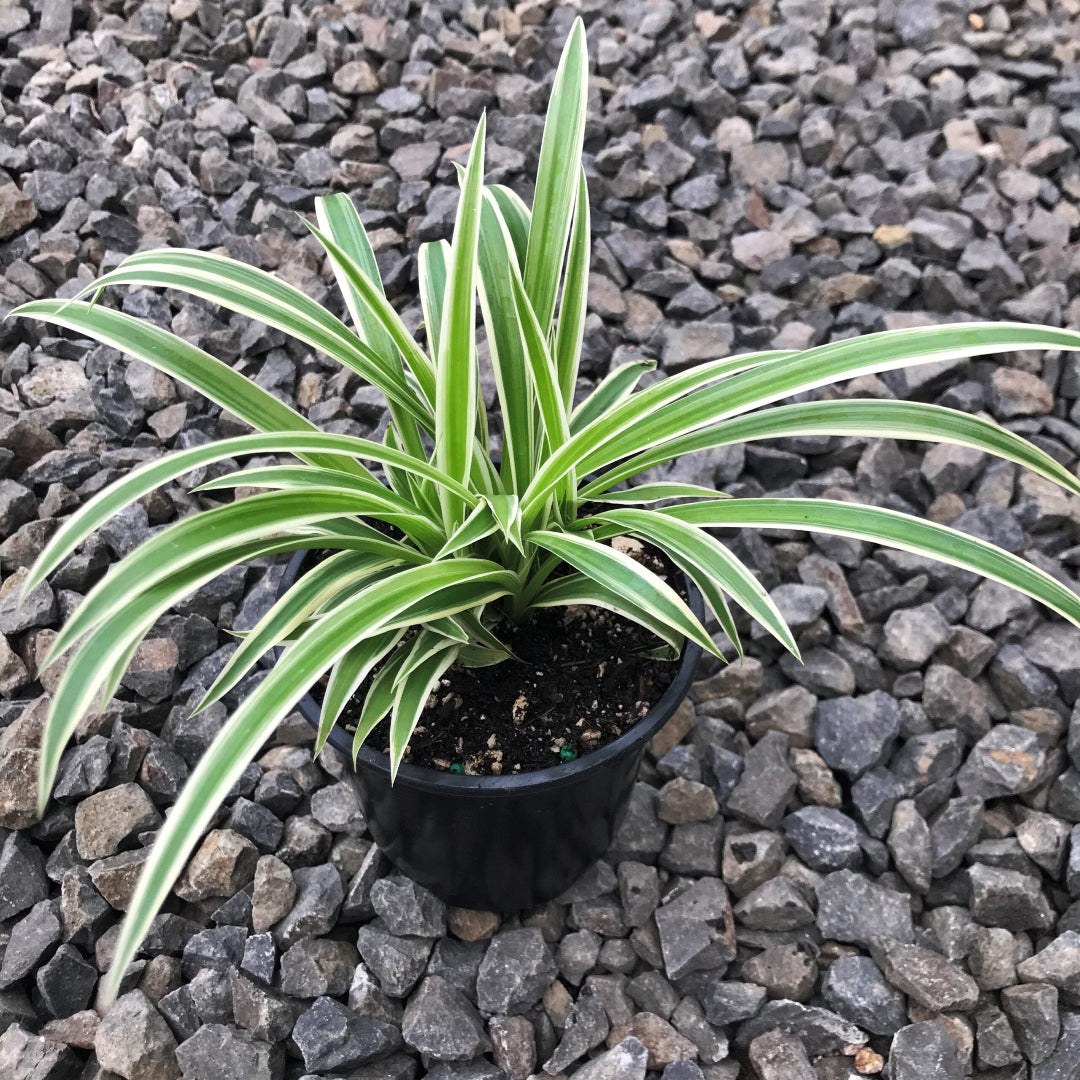 rare succulents for sale Subscription Box Plants List