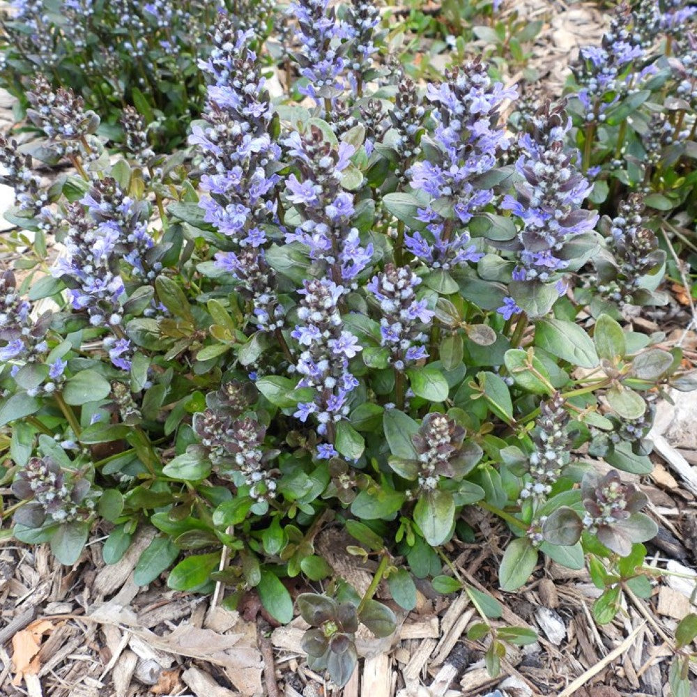 Ajuga Reptans &