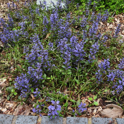 Chocolate Chip Bugleweed
