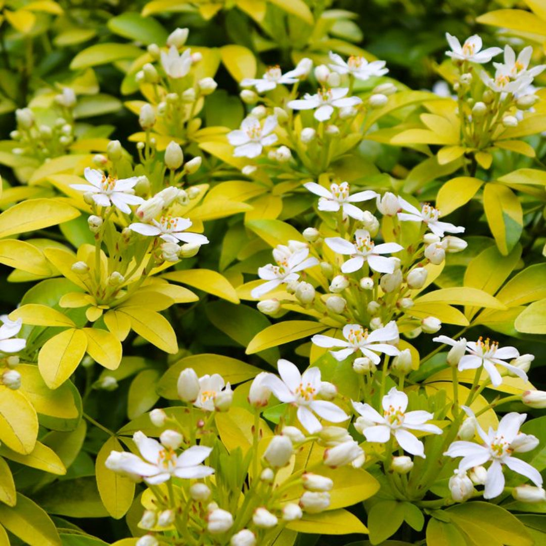 Sundance Mexican Orange Blossom