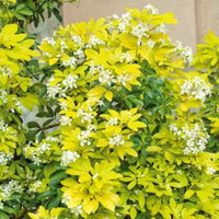 Sundance Mexican Orange Blossom