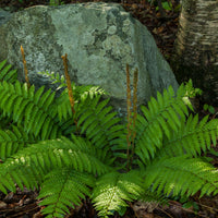 Christmas fern ground cover plant for shade garden landscaping