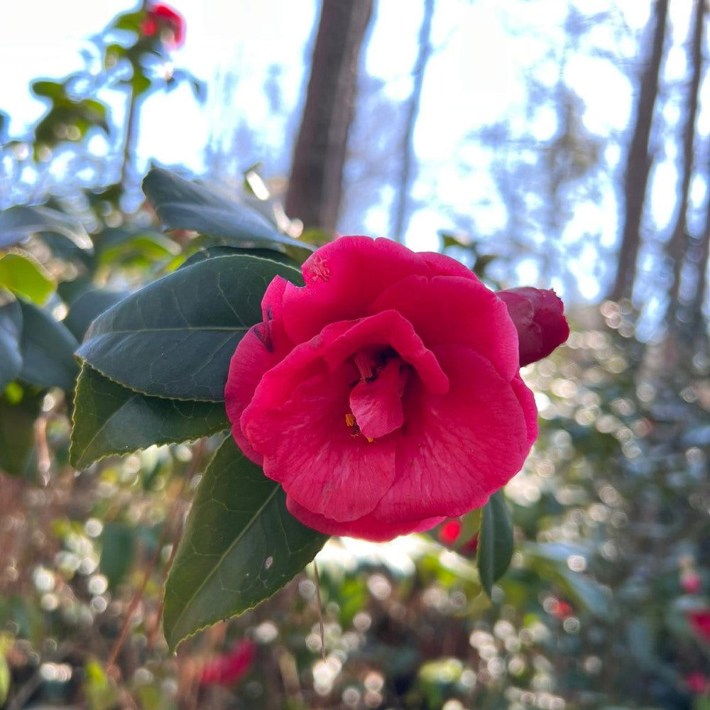 Camellia Christmas Beauty