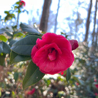 Camellia Christmas Beauty