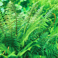 Christmas fern foliage plant for borders edging and garden beds