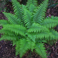 Polystichum acrostichoides ‘Christmas Fern’