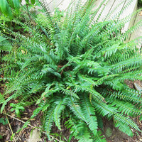 Evergreen Christmas fern outdoor fern plant close up view