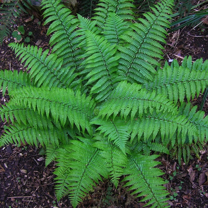 Christamas Fern