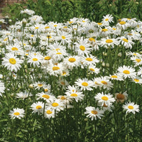 Alaska Shasta Daisy