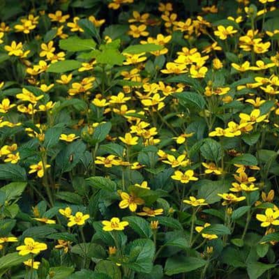 Chrysogonum Virginianum Pierre - [CG]