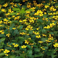 Green and Gold Chrysogonum groundcover perennial