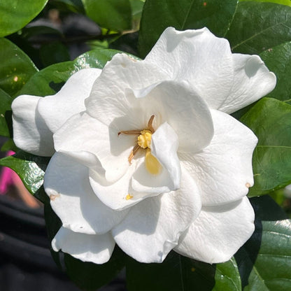 Fragrant Gardenia jasminoides in Bloom