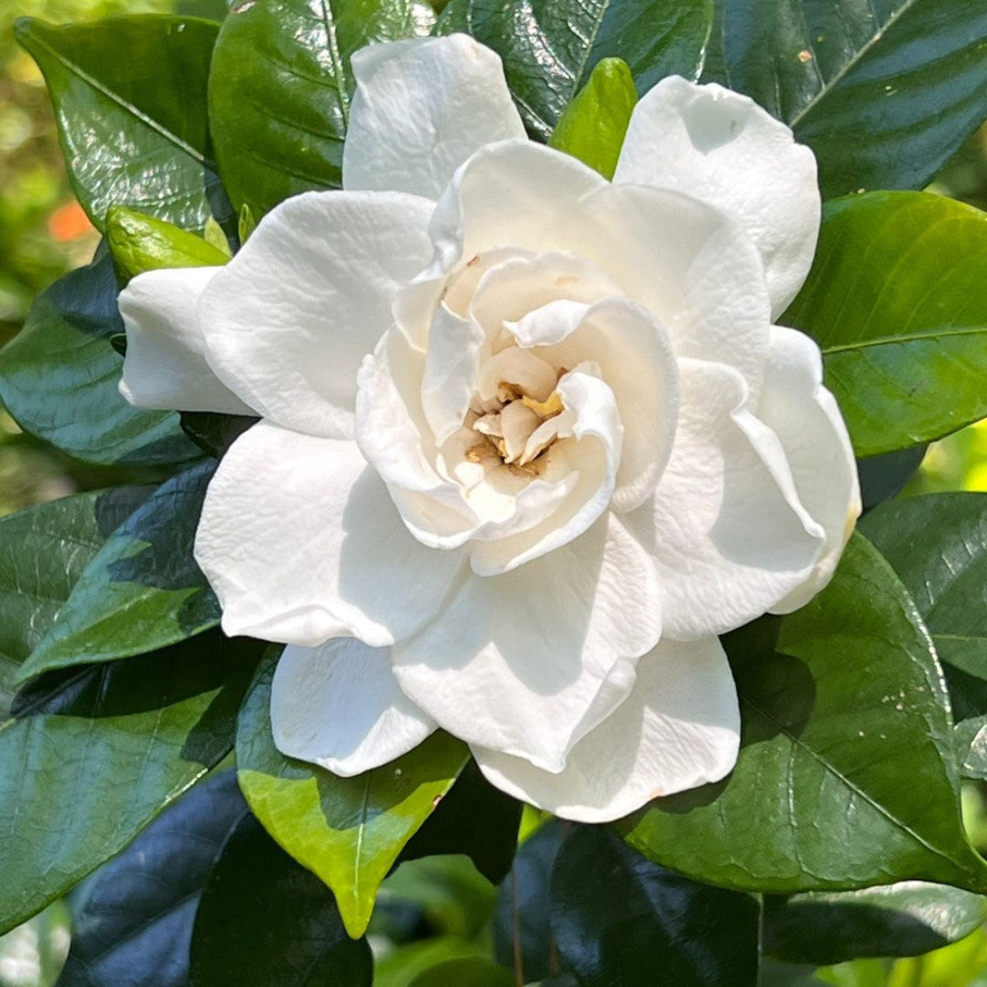 Cold Hardy Gardenia jasminoides White Flowers