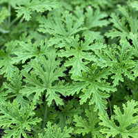 Pelargonium citronella Mosquito Plant - [EG]
