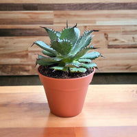 Buy Blue Agave Mini Plants & Trees Online