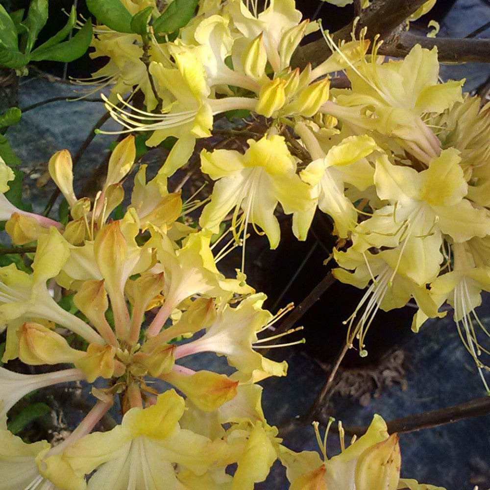 Azalea 'Clear Creek’