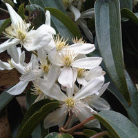 Clematis armandii evergreen vine with fragrant white spring flowers
