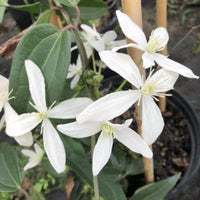 Fast growing Clematis armandii climbing vine on garden trellis