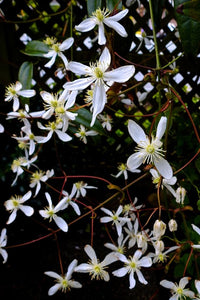Evergreen clematis vine with glossy green leaves and white blooms