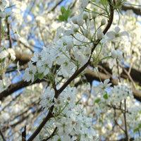 Cleveland Pear Tree