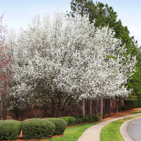 Cleveland Pear Tree