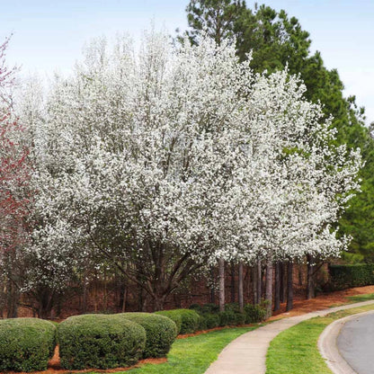 Cleveland Pear Tree