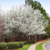 Cleveland Pear Tree
