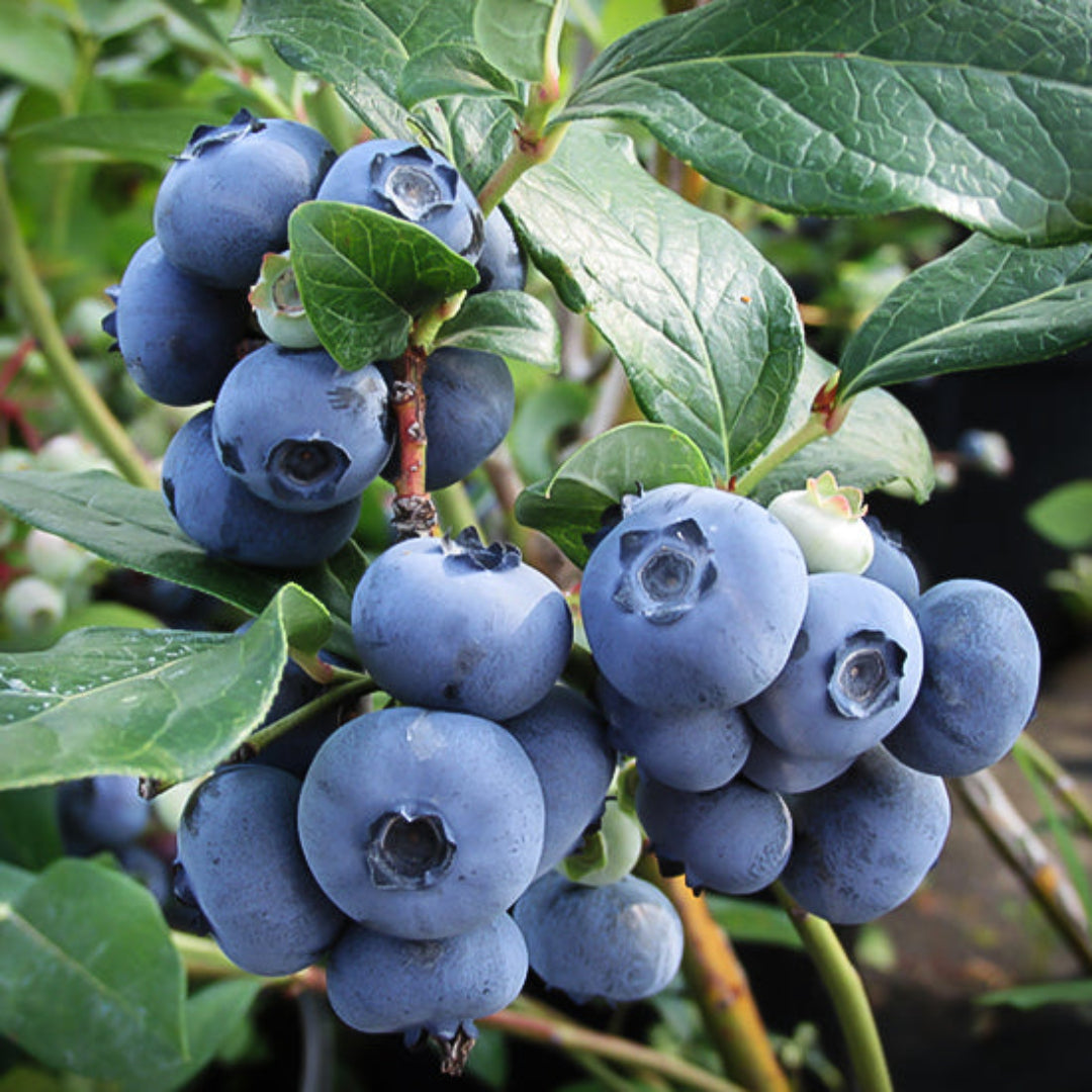 Climax Blueberry Bush