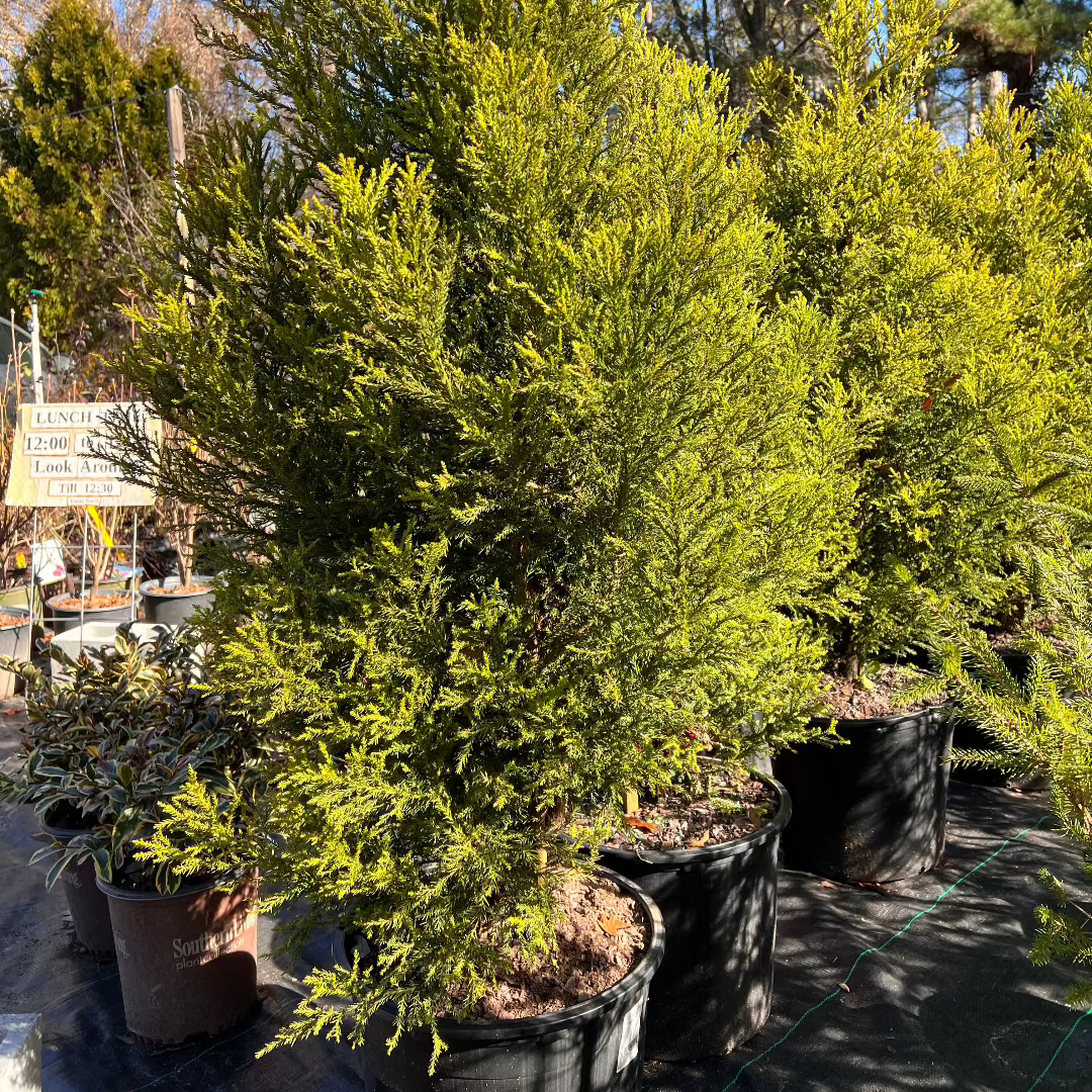 Close-up of Cryptomeria Radicans leaves with rich evergreen color