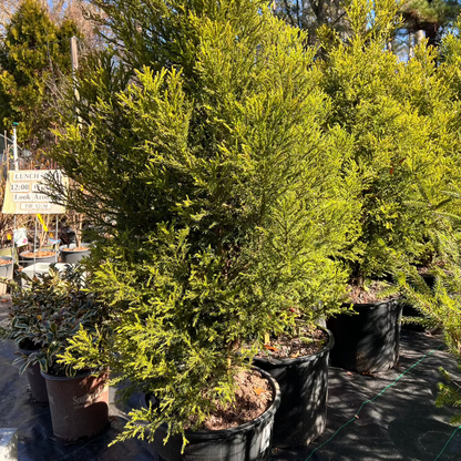 Close-up of Cryptomeria Radicans leaves with rich evergreen color