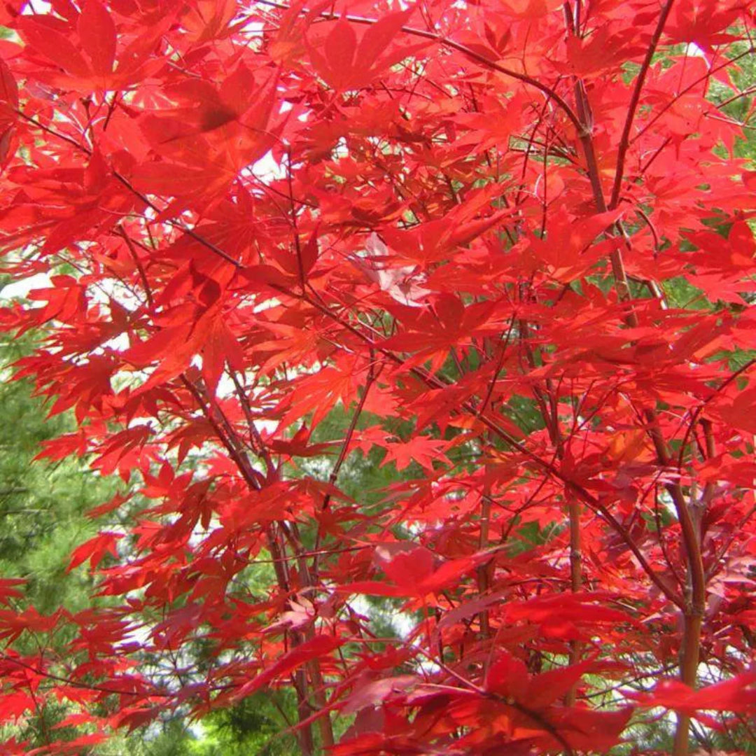 Close-up of Fireglow Japanese Maple leaves in rich red color