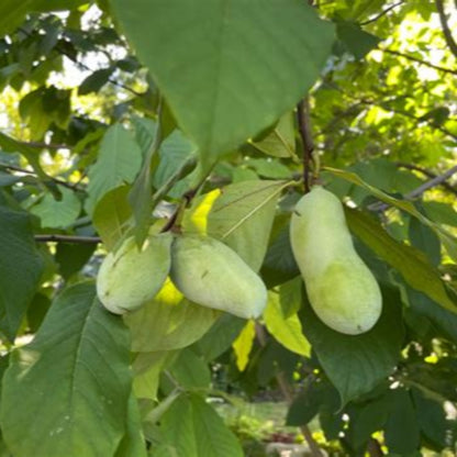 Close-up of pawpaw tree fruit forming among broad green leaves