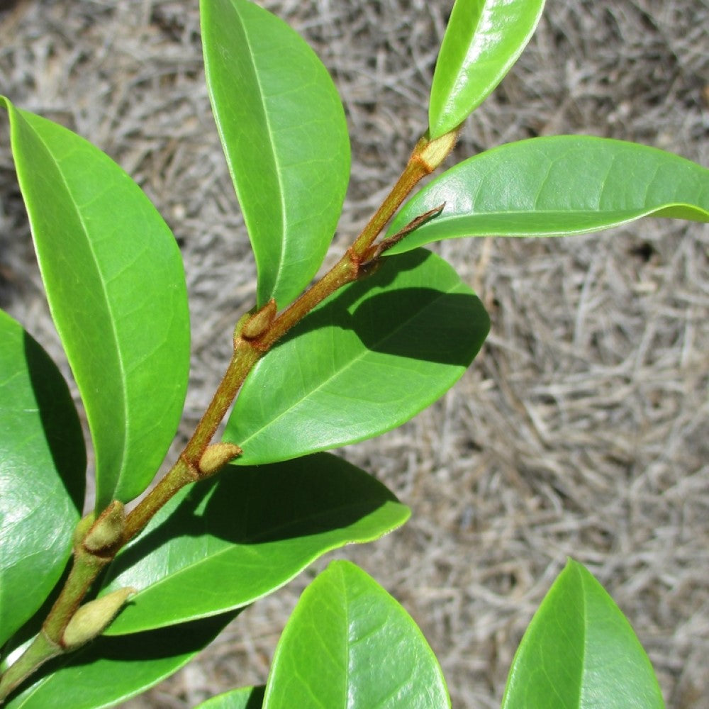 Close-up view of Banana Shrub Magnolia blooms and foliage