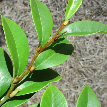 Potted Banana Shrub Magnolia plant ready for planting