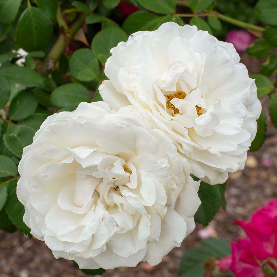indoor white rose plant Shop Now White Roses Plant for Gardens At Pixies Gardens