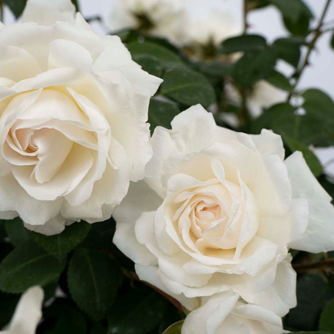 Cloud Ten Climbing White Rose