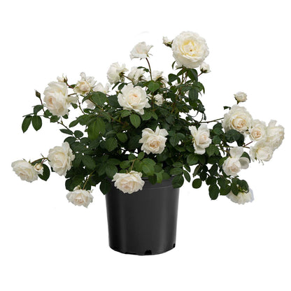 Cloud Ten Climbing White Rose