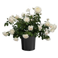 White climbing rose plant growing in a nursery container with green leaves