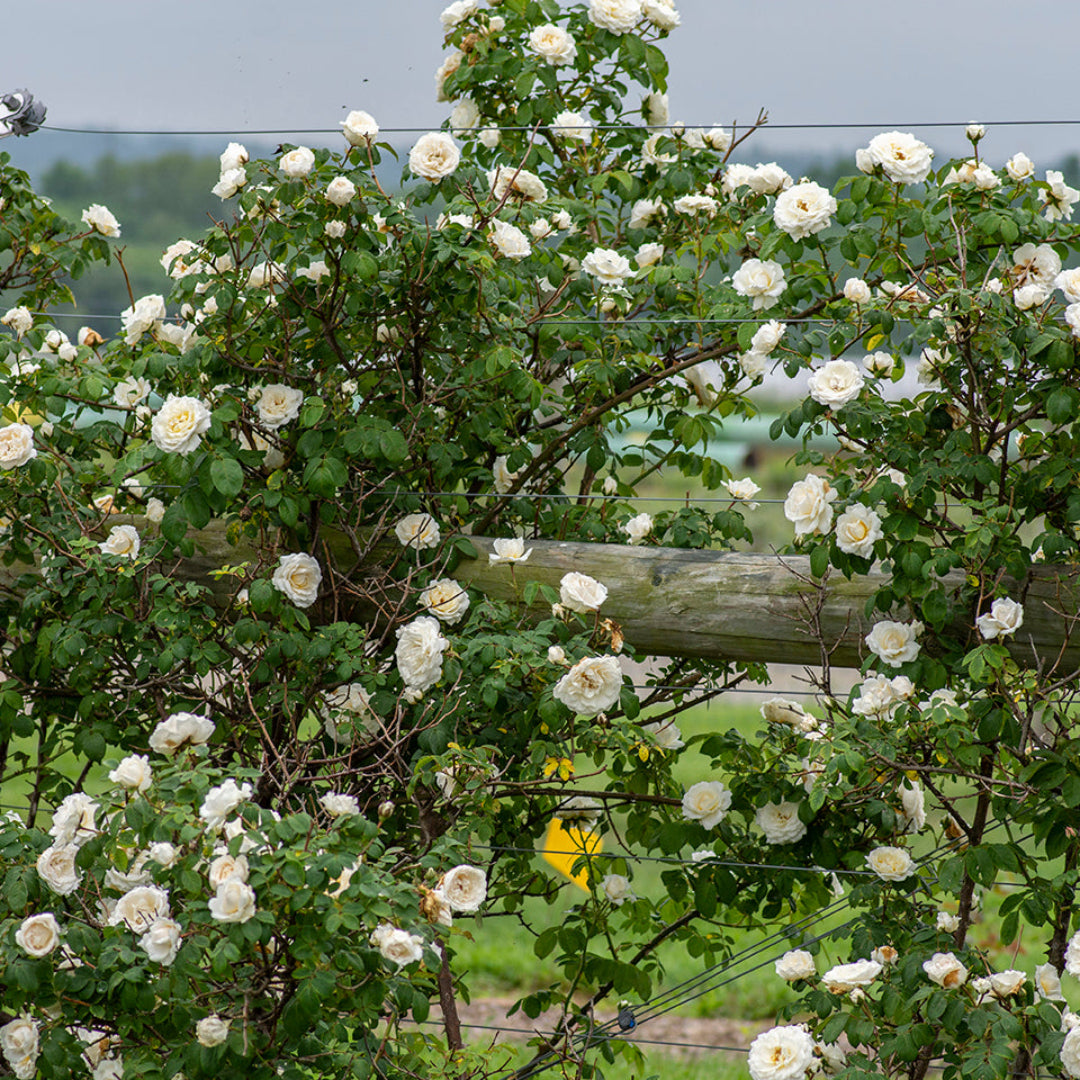 Cloud Ten Climbing White Rose