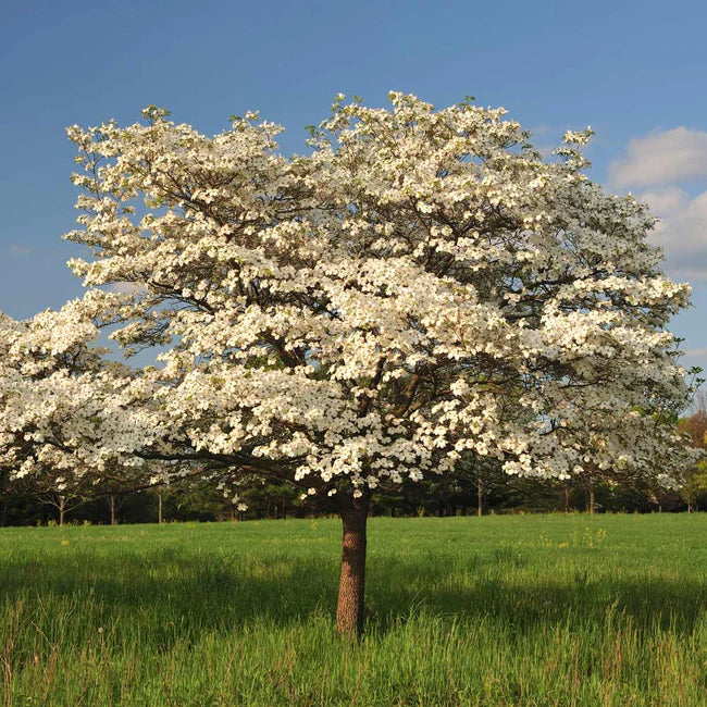 Cloud Nine Dogwood Tree