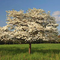 Potted Cloud 9 Dogwood sapling with foliage