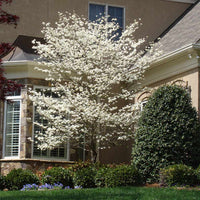 Cloud 9 Dogwood tree in nursery container