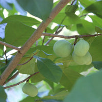 Fresh pawpaw fruits cut open showing creamy custard-like flesh