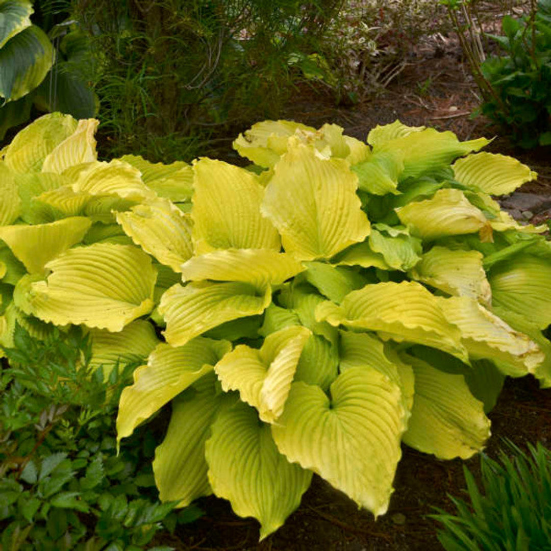 Hosta Shadowland &