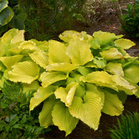 Hosta Shadowland 'Coast to Coast' - [EG]