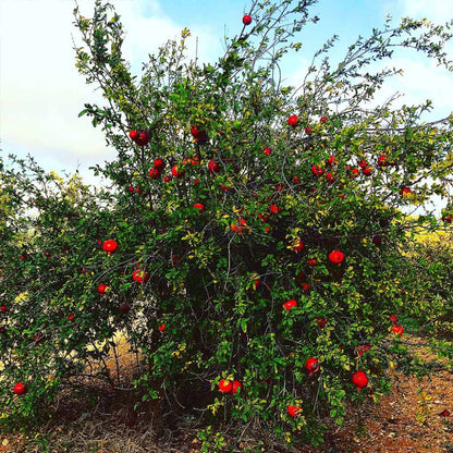 Garden setting featuring Cold Hardy Russian Pomegranate