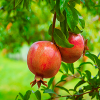 Russian Pomegranate Tree - Cold Hardy in early bloom