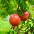 Russian Pomegranate Tree - Cold Hardy in early bloom