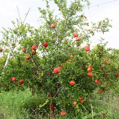 Nikitski Ranni Pomegranate Tree - Cold Hardy Pomegranate