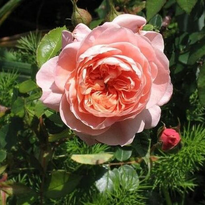 Rosa ‘Meiroupis’ Colette® Rose